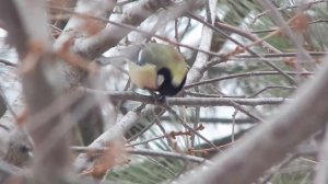 Синица расклевывает семечки подсолнуха / Наблюдения в природе #9