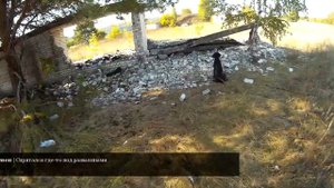 Охота на зайца - 3 зайца за 15 минут - Работа дратхаара по зайцу