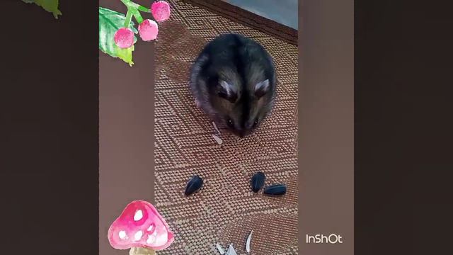 Ам ням ням ням.Ириска грызет семечки. смотреть онлайн