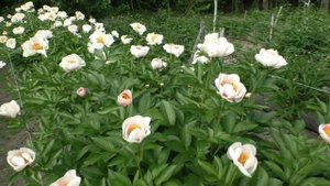 Пион Peonie Schafe