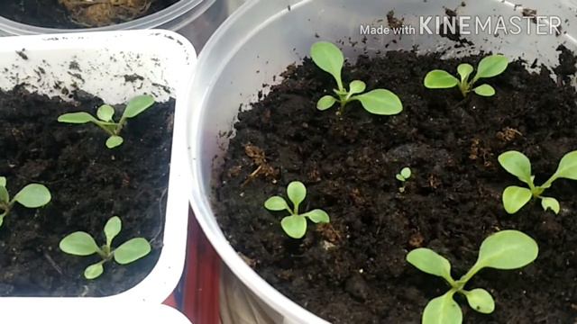 Выращиваем петунию по дням 14 день.