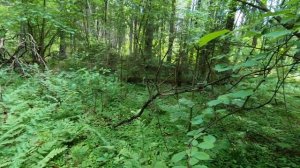 Скоро, смотреть всем! Лесной коп по старине, в Смоленской обл. Поиск древних хуторов, в глуши леса.