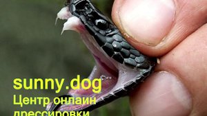 что делать если змея укусила собаку?