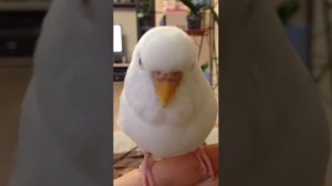 Говорящая самочка волнистого попугая.