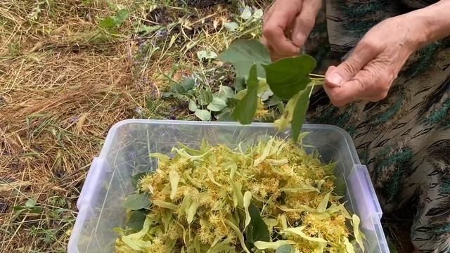 Köyde Ihlamur Toplayan Anadolu Kadını - Köy Belgeseli смотреть онлайн