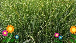 Мискантус китайский Стриктус. Краткий обзор, описание характеристик miscanthus sinensis Strictus