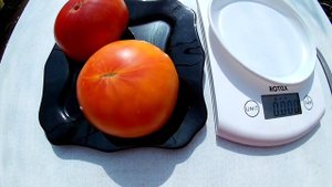 Томат - Big Rainbow (Большая радуга)