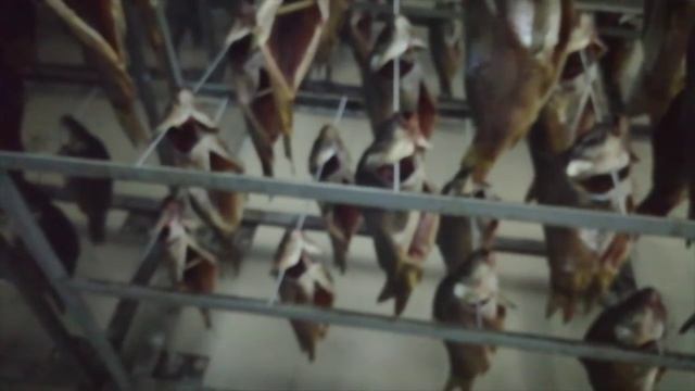 Вялка целой рыбы за 12 часов до влажности 62% На камерах вяления (сушки) рыбы УВР-5 это реальность!