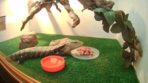 Содержание и уход за рептилиями в террариуме  Сцинк гигантский синеязыкий, питание