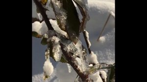 Our Fig Trees after the First Winter Storm in 2022