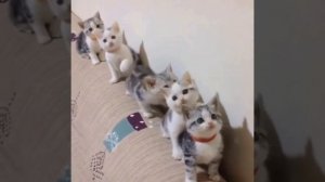 милые животные_4