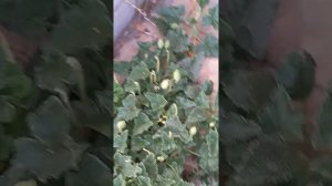 Необычное растение - бешеный огурец