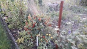 Дачники на дачи в Германии!