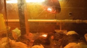 О побочном эффекте кормления перепелят личинкой Чёрной Львинки.