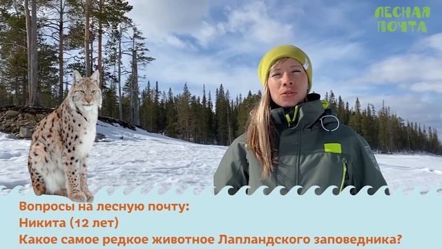 Лесная Почта — Какое животное самое редкое в Лапландском заповеднике? Мария Каримова