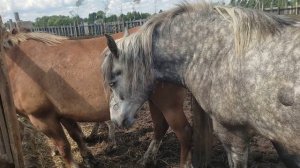 Выпустили жеребца для размножения потомства