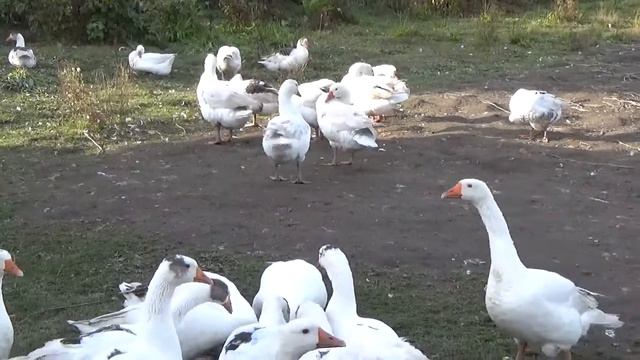 Хорошо на улице! Смотрю за гусиками. На горе пасутся коровы. смотреть онлайн