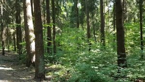 Оздоровительный комплекс Десна. На реке Десна. 15 км от МКАД.