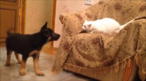 Щенок немецкой овчарки играет с кошкой