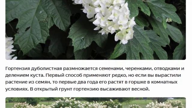 Гортензия падуболистная
