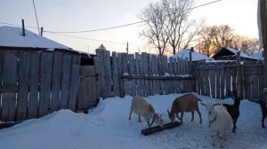 Утро, козы... Зимнее кормление коз.