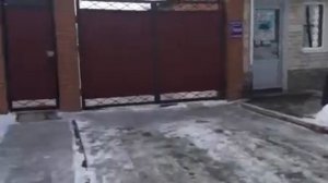 Бродячие собаки в Соль-Илецке. Видео Saltday.ru