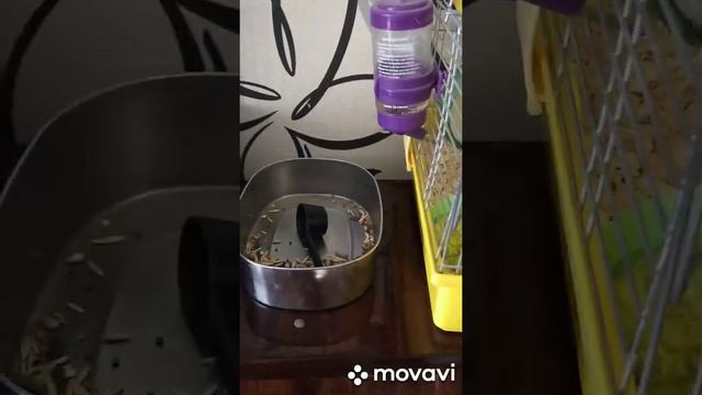 Нарушаем карантин. Гуляю с собакой на речке😹 смотреть онлайн