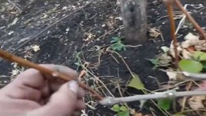 Строение куста и лозы винограда.