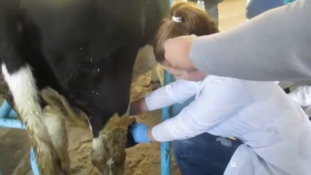 Прикол Своя корова это каеф! смотреть онлайн