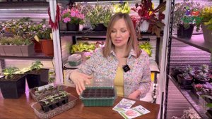 САМЫЙ ПРОСТОЙ И ЭФФЕКТИВНЫЙ СПОСОБ ПОСЕВА МАТТИОЛЫ