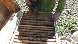 Устанавливаем магазины в улей