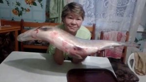 Такая рыба ловиться на реке Обь, Нельма!!!