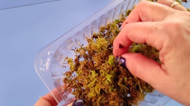 01.02.21.отделение детки ОРХИДЕИ от пенька и посадка в мох.. смотреть онлайн