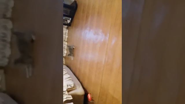 Кот бегает за лазером смотреть онлайн