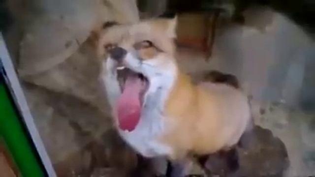 Бешеная лиса смотреть онлайн