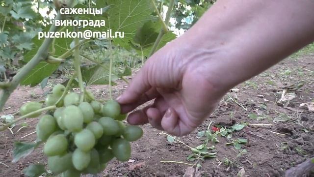 Виноград Божий дар селекции Капелюшного. (Пузенко Н.Л.) смотреть онлайн
