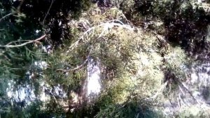 Красивые голубые ягоды на туе.