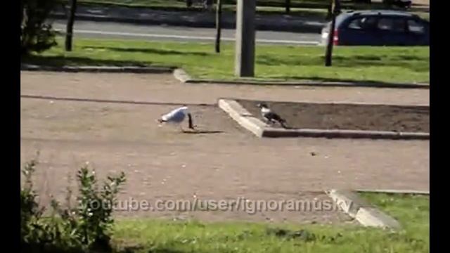 наглая ворона и чайка (Impudent crow and seagull) смотреть онлайн