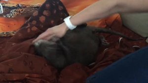 Нутрия (coypus) играет дома, в квартире