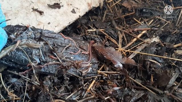 БИОГУМУС ОТ ЧЕРВЕЙ-НАВОЗНИКОВ! смотреть онлайн