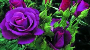 С_ДНЕМ_РОЖДЕНИЯ_КРАСИВОЕ_МУЗЫКАЛЬНОЕ_ПОЗДРАВЛЕНИЕ.mp4