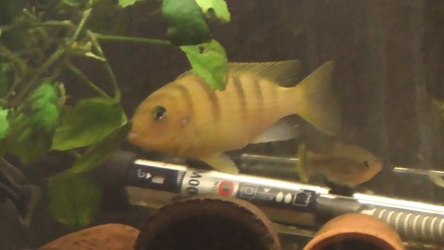 Псевдотрофеус Ломбардо - Maylandia lombardoi смотреть онлайн