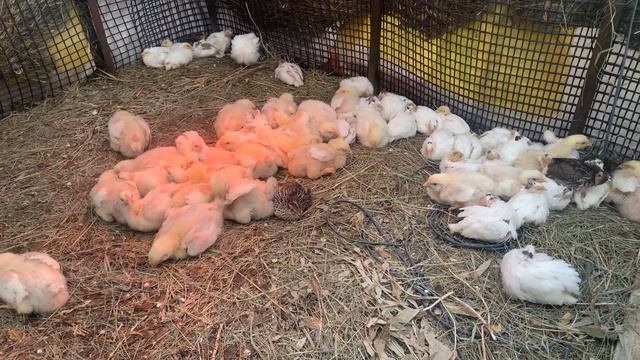 Цыплята перепелята минус 1 смотреть онлайн