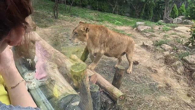 Зоопарк в Южной Корее l Капибары, Альпаки и странный аквапарк l Nature Park Daegu l korea vlog