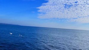 Поэзия Серебряного века: Марина Цветаева «Наши души, не правда ль, ещё не привыкли к разлуке»