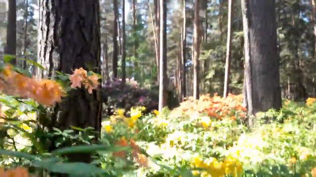 Цветение рододендронов.Бабите. Латвия. смотреть онлайн