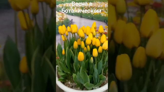 Весна в Ботаническом в феврале)