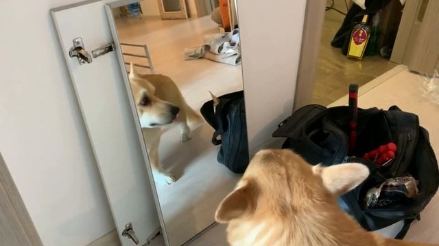 Ремонт окончен! Цыгане напали на мой новый самокат? Прогулка с корги Таффи? смотреть онлайн