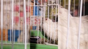 лечение перепела//заболевание глаз