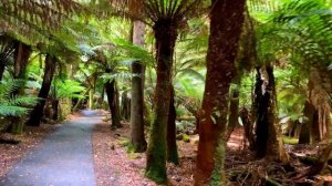 Прогулка по древнему реликтовому лесу Тасмании.